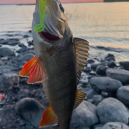 Citymoekki Kaupungissa Ferienhaus *